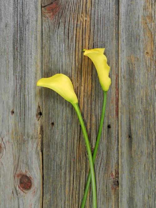 GOLD FLOREX  YELLOW MINI CALLAS